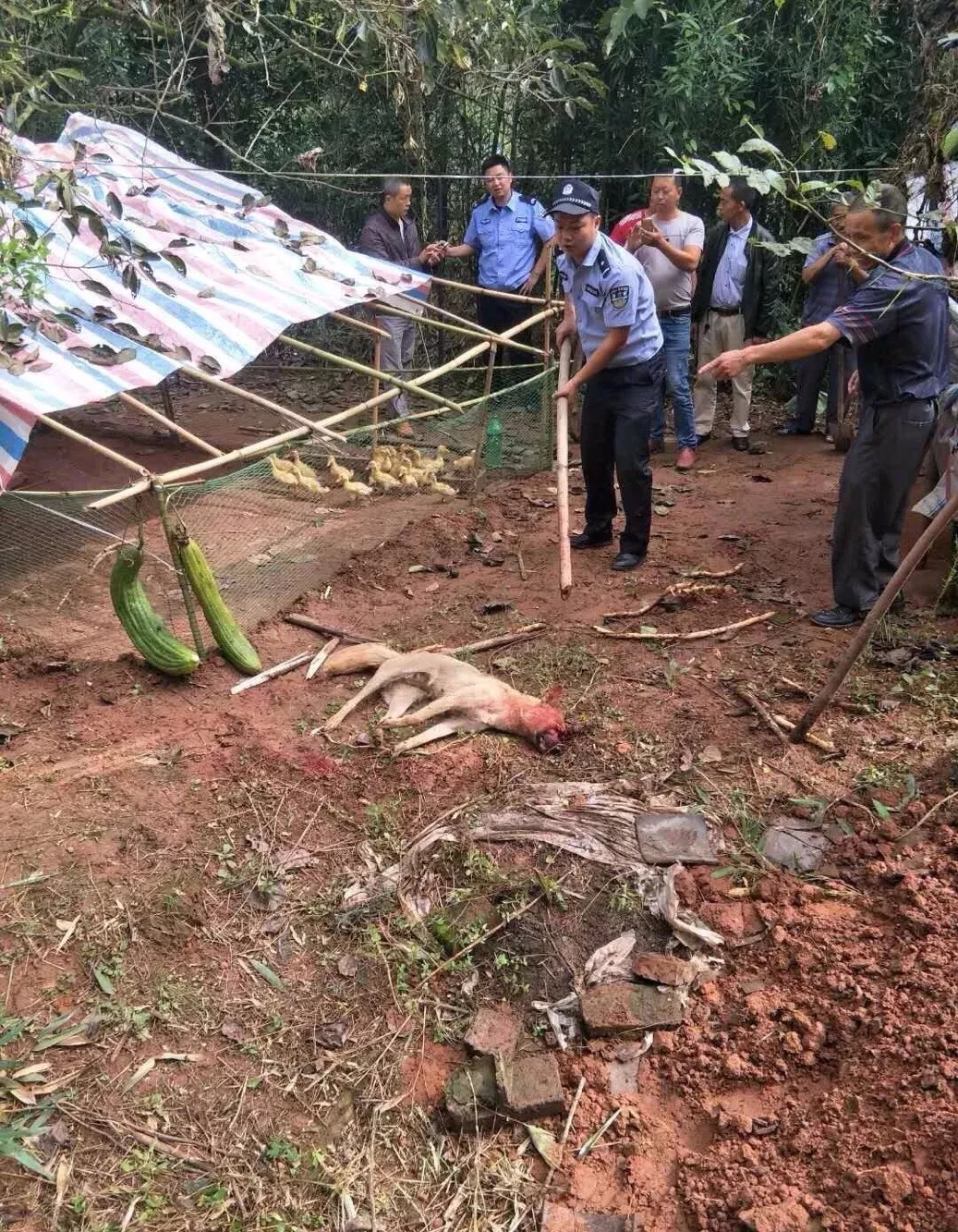 宜宾一男一女遭恶狗撕咬,浑身是血!