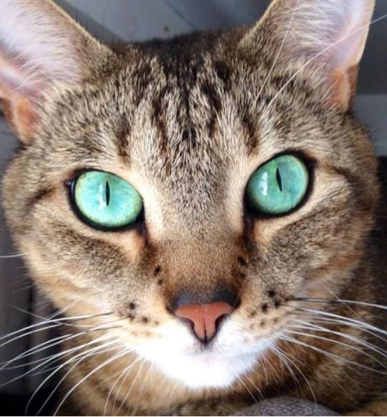 都说猫咪的眼睛里有个宇宙,在这些喵星人的眼睛里你看到的是什么样的