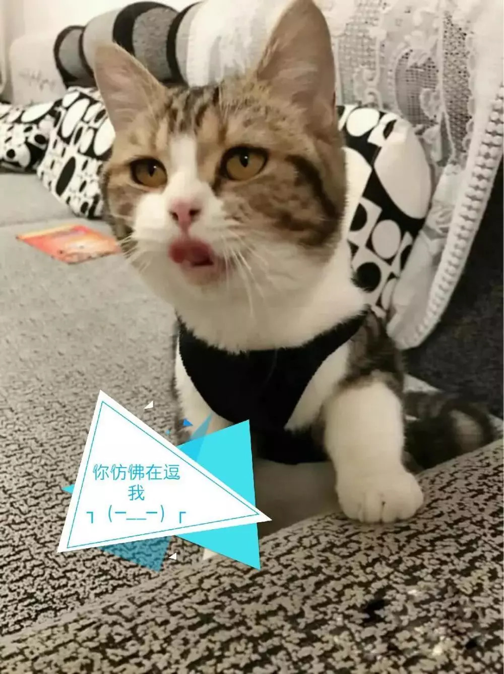 丑破天际! 猫咪打哈欠表情太魔性, 严重怀疑它是人变的