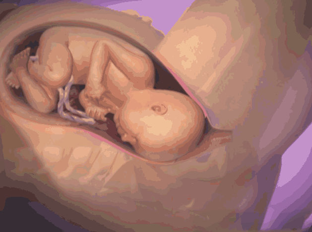 3D 动 图 记 录 分 娩 全 过 程.孕 妈 痛 不 欲 生 时.宝 宝 竟 做 出 这 样 的 举 动. 