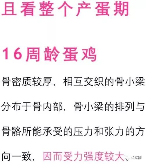 蛋鸡淘汰时断腿断翅多是咋回事