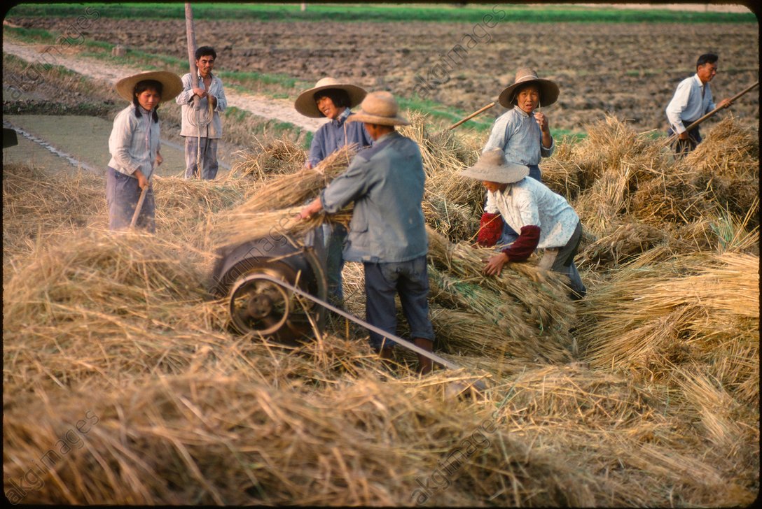 老照片:1982年的苏州农村 农民伯伯种田好辛苦