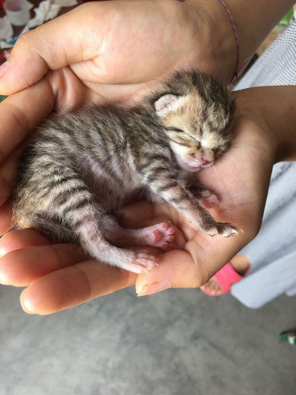 店铺楼顶发现一只刚出生的狸花猫带回家照顾一周后模样萌翻了