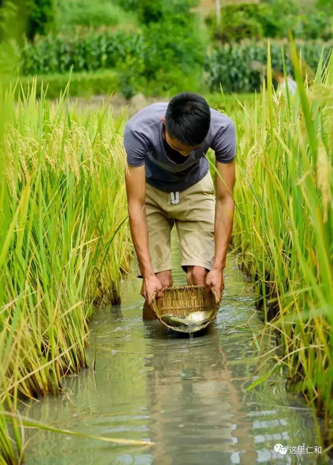 还有稻田里的稻花鱼 去年,啊喇乡开始实施"千亩稻花鱼"养殖项目,充分