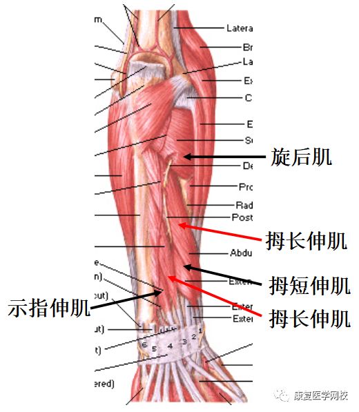 b.深层 旋后肌 拇长展肌 拇短伸肌 拇长伸肌 示指伸肌