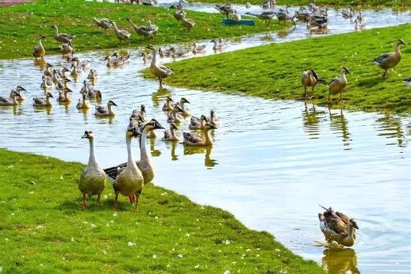 在开幕式现场 还进行了 大雁试飞观赏 领导和嘉宾齐聚鸿雁公园 看成百