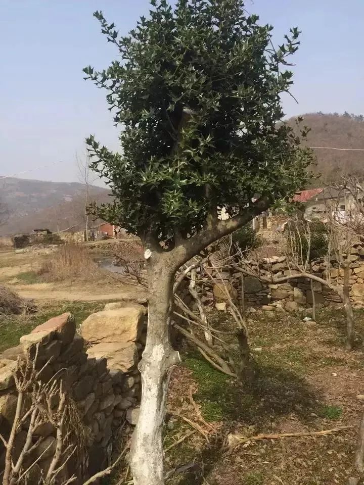 九刺十人口_妄想山海九刺鮨图片(2)