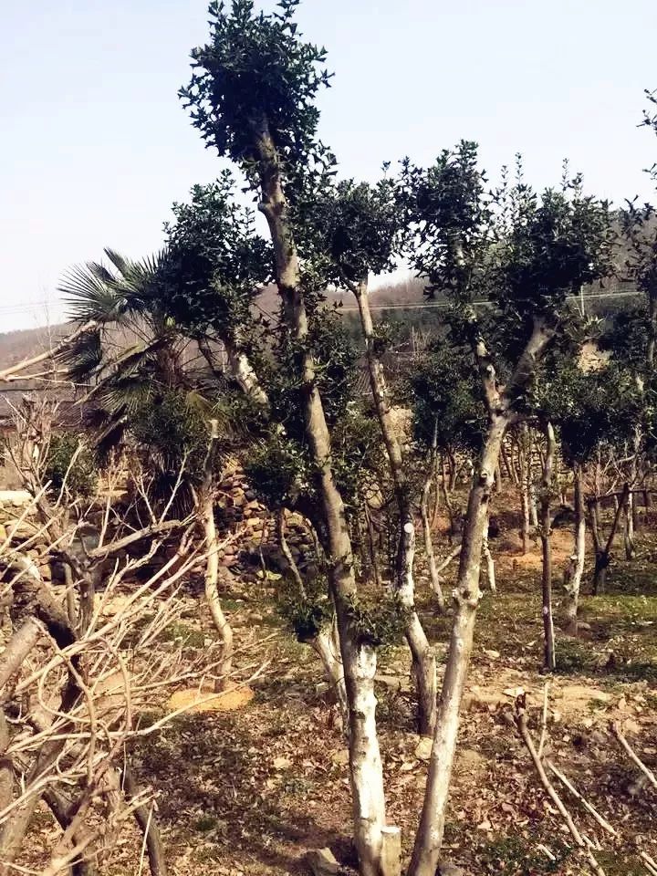 九刺十人口_妄想山海九刺鮨图片(2)