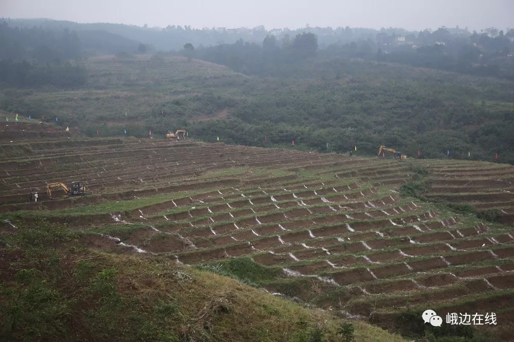 新林镇黄泥村桃产业园区据悉在乡村振兴示范片区项目建设中,峨边按照