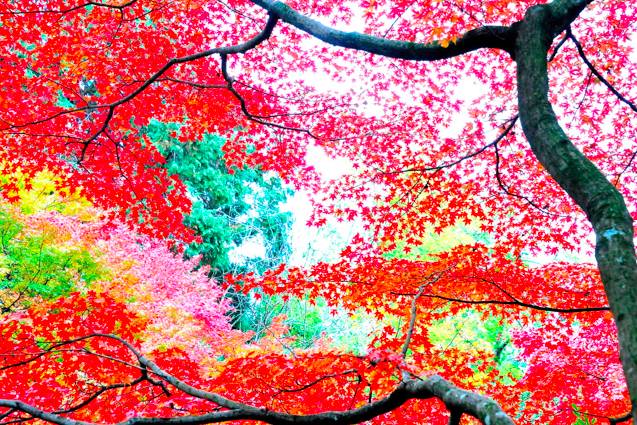 当季丨2018年京都观赏红叶最佳时间与最好地