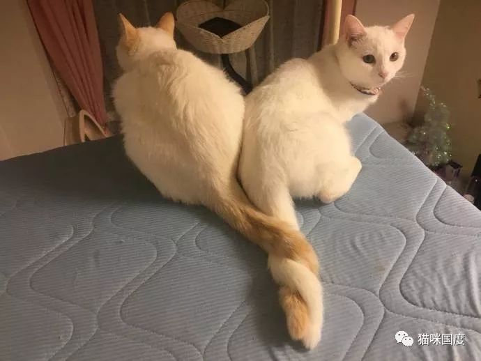 两只猫咪的尾巴缠一起了