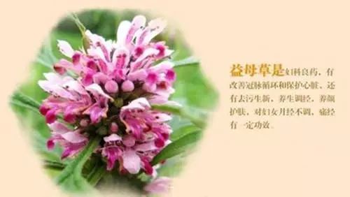 一菜二药一株草,荒野河滩随处找. 擅治妇女诸多病,医家称之益母草.