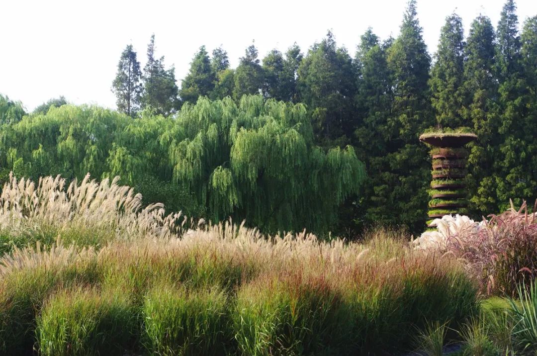的主角……始建于2007年,2010年对外开放的上海辰山植物园观赏草园内