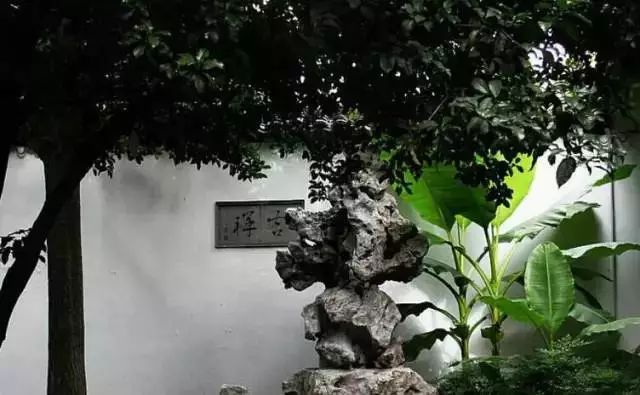 景观植物|中式园林景观必备造景植物