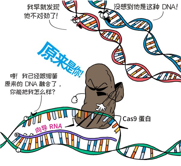 这项基因编辑技术这么强大?