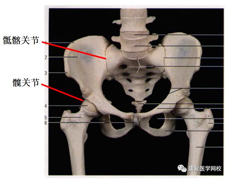 借耻骨间盘连接 持股下角 骶骨岬向两侧经弓状线,耻骨梳,耻骨结节至