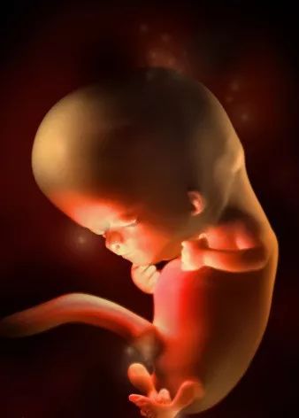 各阶段胎儿的发育图 | 高清组图_胚胎