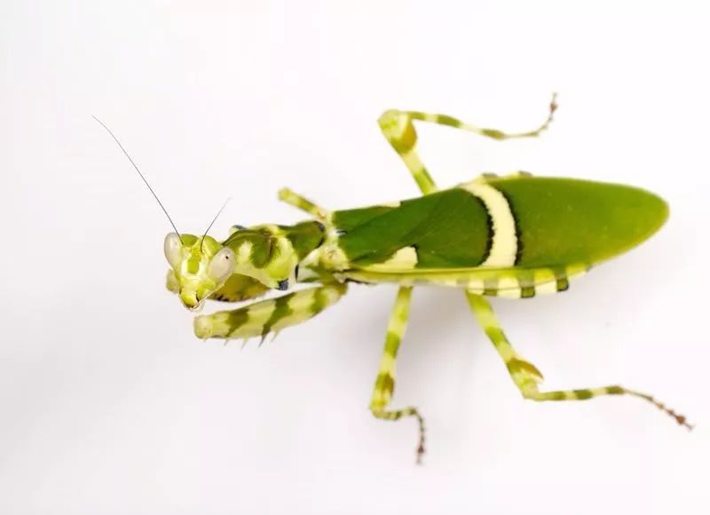 螳螂目:花螳科:弧纹螳属②全国广泛分布的绿色螳螂,一般生活于山地