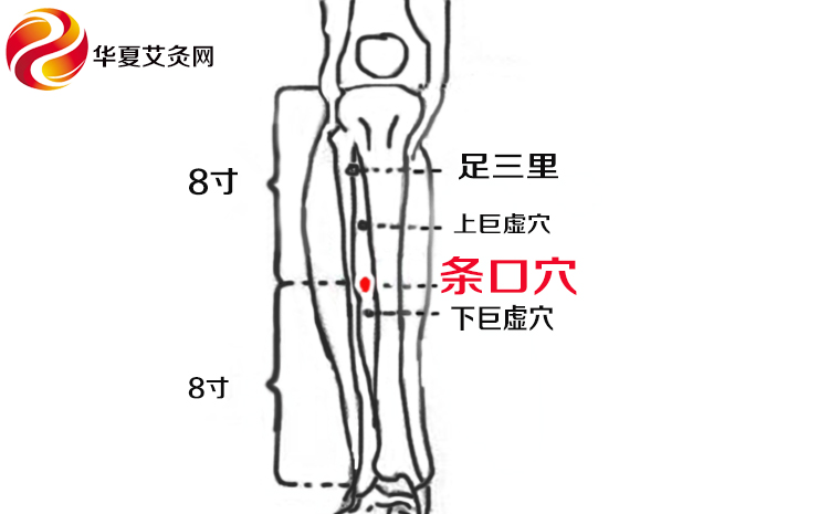 艾灸下巨虚穴,不仅可以为小肠经补充气血能量,而且还有调和气血,舒筋