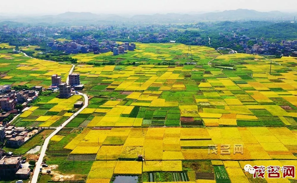 首个中国农民丰收节|农业大市茂名登上央视《新闻联播!