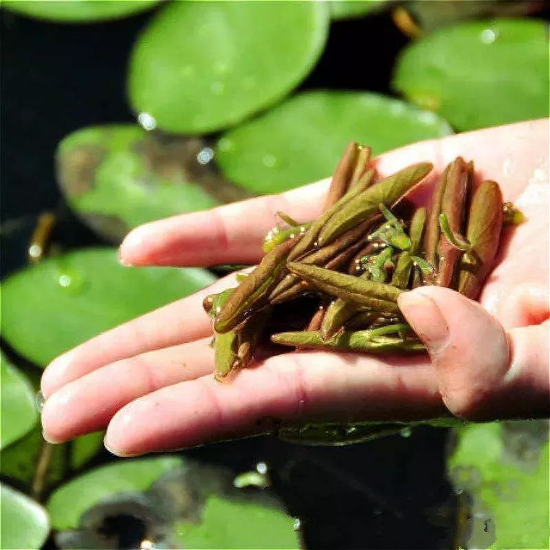 太湖莼菜在苏州人的眼中,太湖莼菜可与碧螺春茶叶媲美,叶青如碧莲,气