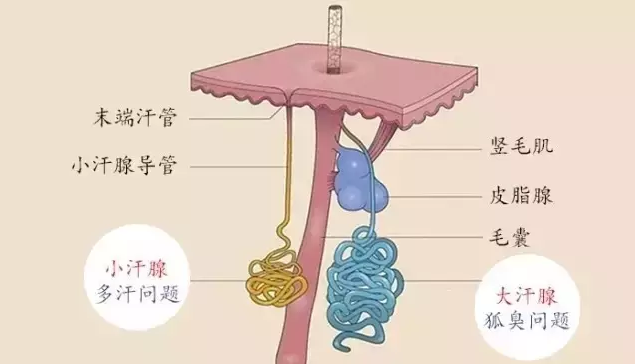 腋臭药的原理_根治腋臭狐臭 中医原理(2)