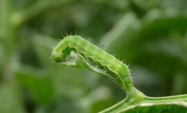 最全番茄病虫诊断手册高清对照17种病4种虫