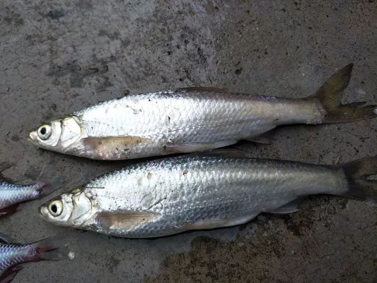 旅游 正文  餐条,是淡水鱼类中最为常见的一种鱼类,学名鲦鱼,俗称参鱼
