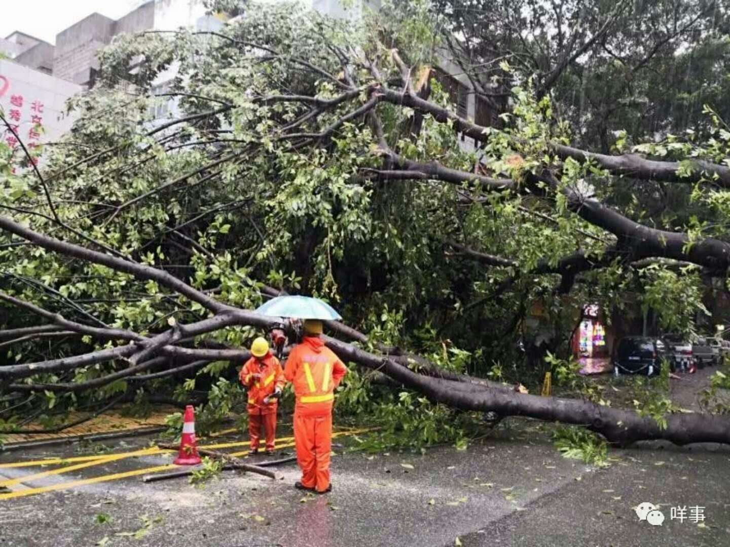 飘绿台风暴雨后大树施救复壮措施