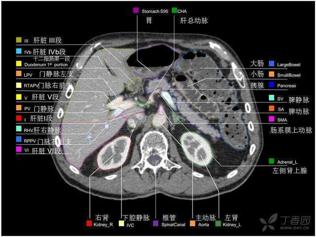 掌握这篇,晋级腹部 ct 影像高手