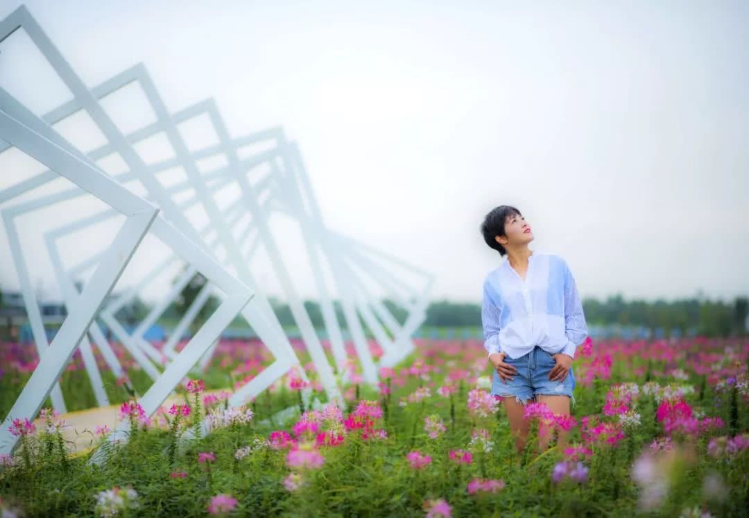 这可能是成都最美的向日葵花田,全新秋季美照来袭,花期不等人!