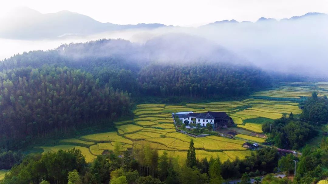 又是一年丰收季,岭北梯田,这个季节一定要去一次的地方.