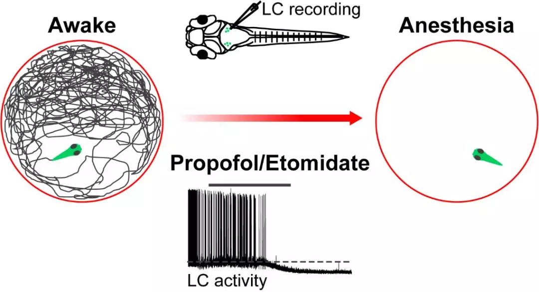 图注:丙泊酚和依托咪酯通过对蓝斑神经元活动的抑制,促进斑马鱼进入