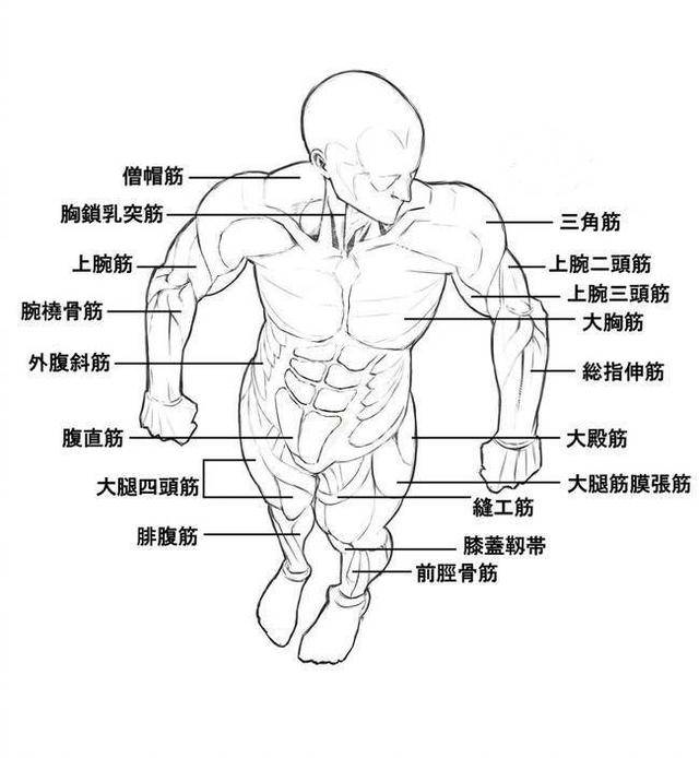 「推荐」动漫人物人体肌肉绘画教程