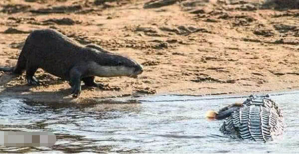 鳄鱼把鱼肉抢走,小家伙怒了:水中平头哥白叫的?