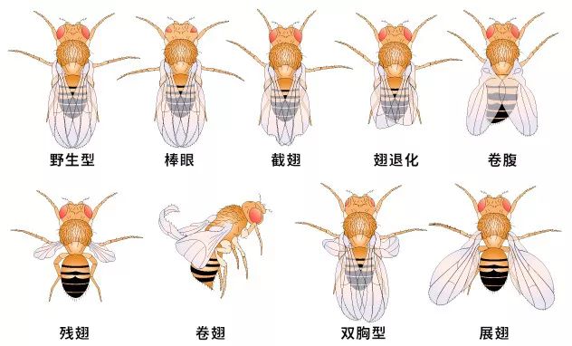 果蝇有一些容易观察的个体突变性状,比如说黄体,白眼,褐眼,棒眼,卷曲