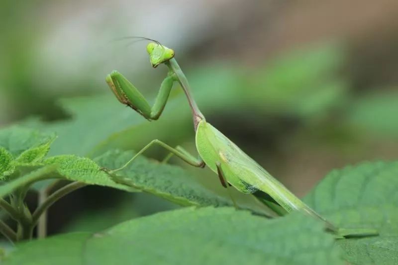 螳螂目:螳螂科:斧螳属 螳螂目:花螳科:弧纹螳属