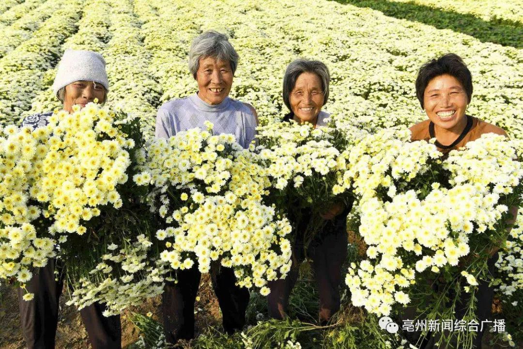 9月24日,在亳州市谯城区谯东镇闫窑村菊花种植,菊农正在田间采收菊花.