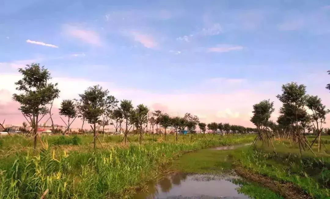 横栏镇德华湿地花海三角镇金鲤湾生态湿地公园在下一步工作中,中山市