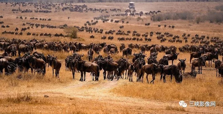 宜昌女摄影家用镜头记录非洲草原角马大迁徙