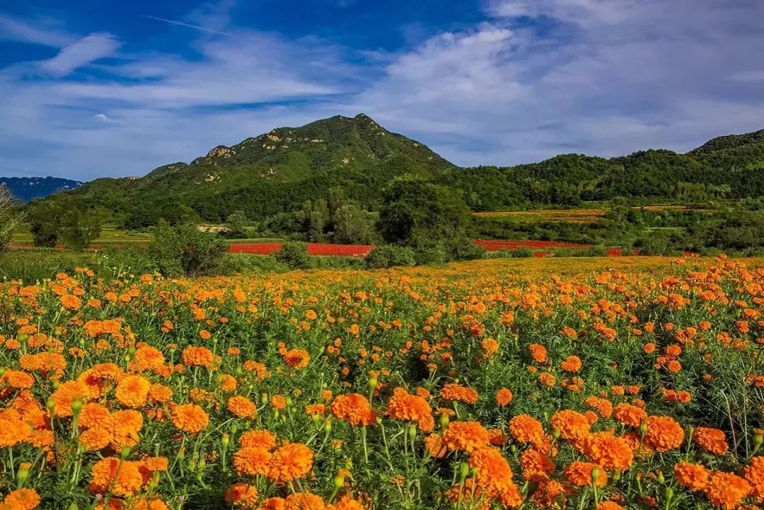 北京秋天的这片花海比春夏时还美再错过只能等明年