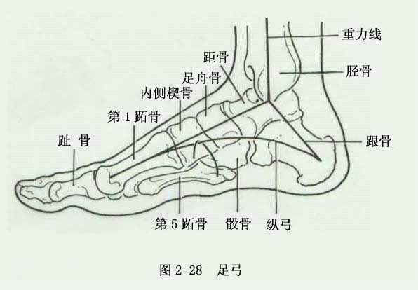 人类的足骨大部分是背侧宽,跖侧(足底)窄,依靠韧