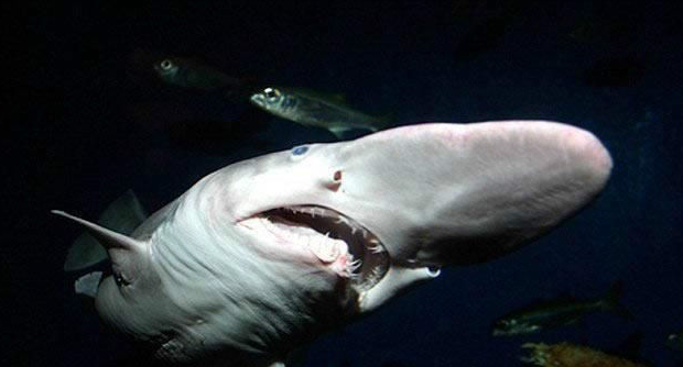 海底世界人类只探索了5%,来看看深海里的鲨鱼