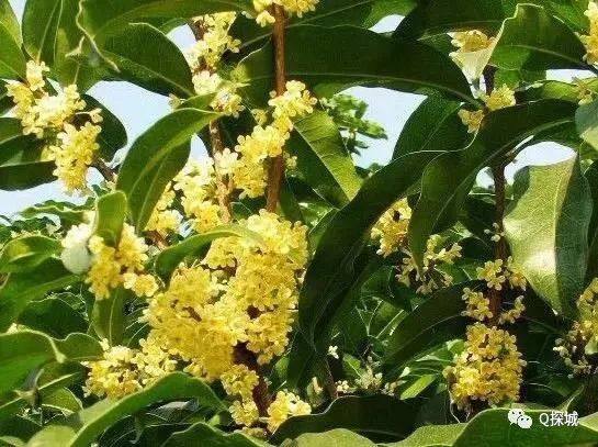 雨后桂花别样香 重庆主城最全赏桂地图附9大花