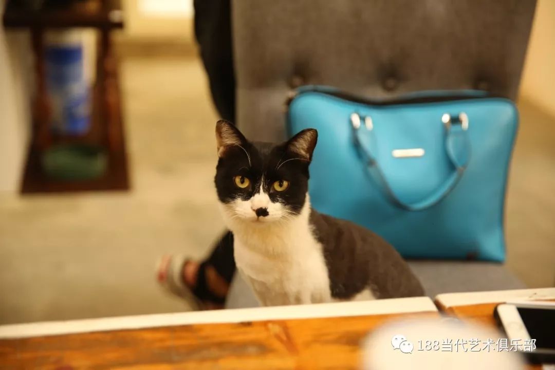 伯爵猫的特写照 ~成品展示