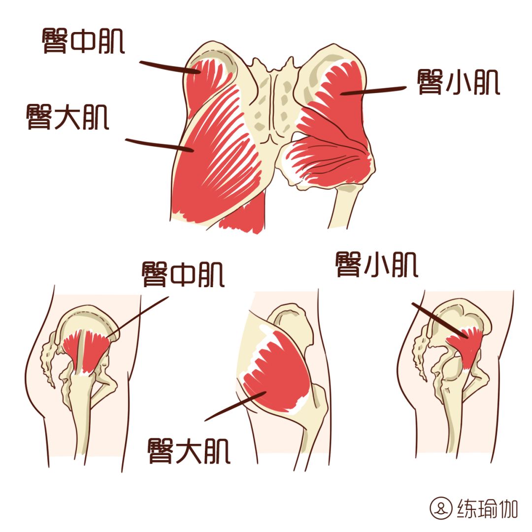 臀部主要由三块肌肉组成,分别是臀大肌,臀中肌和臀小肌, 版