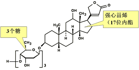 去乙酰毛花苷(新) 结构特点:强心甾和4个糖的苷