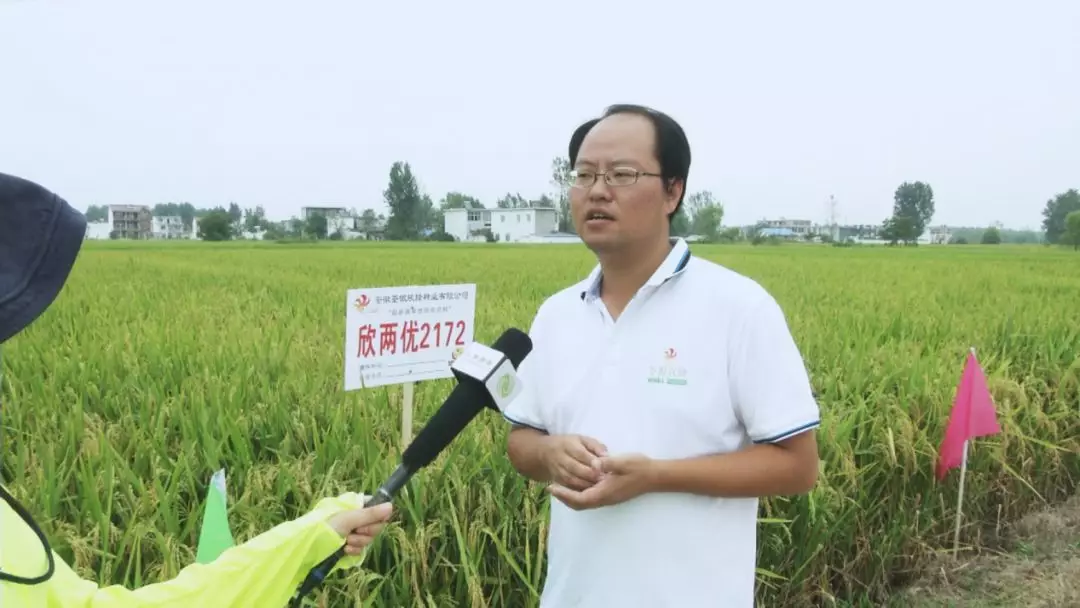 荃银欣隆小隆人 - - 五彩淮南(上)之田野的秀丽!