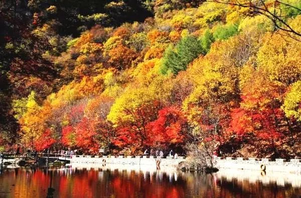 秋季观赏枫叶好去处 本溪枫叶进入最佳观赏期
