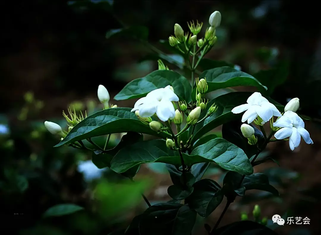 刘馨蓬：南国女儿颜色好 素馨茉莉向炎天